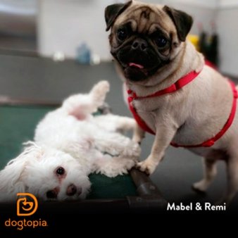 dogtopia daycare cost