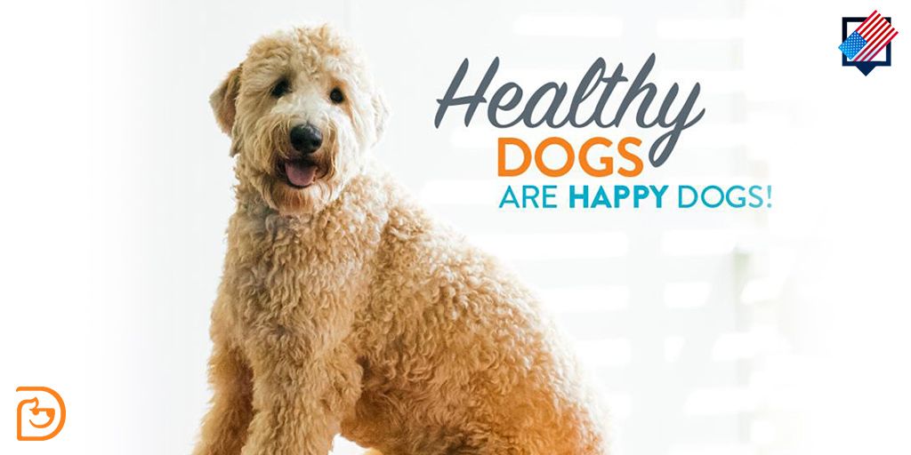 Healthy Dogs Are Happy Dogs!