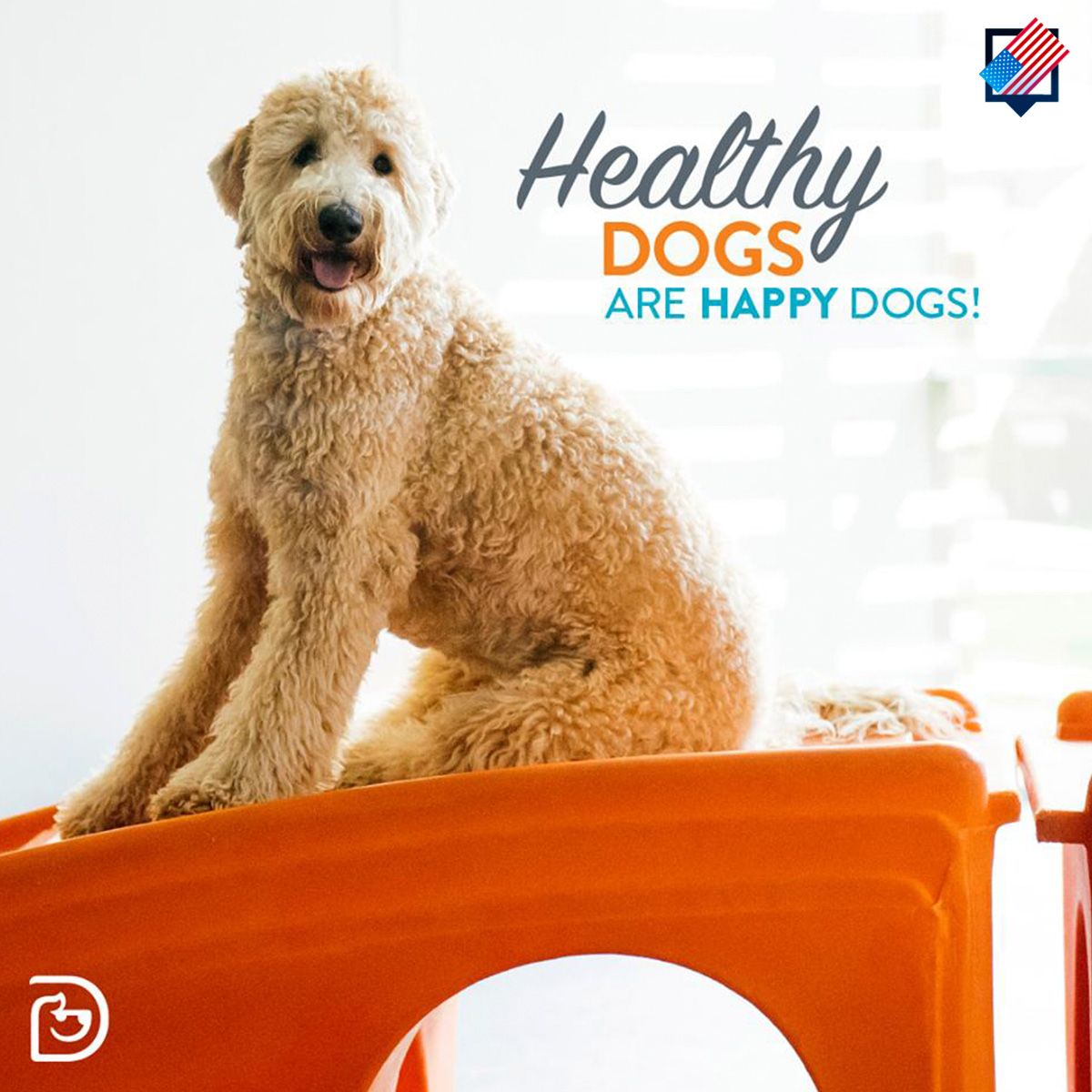 Healthy Dogs Are Happy Dogs!
